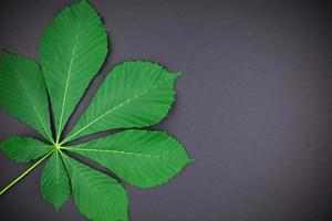 Pattern with fresh green chestnut leaves photo