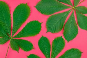 Pattern with fresh green chestnut leaves photo