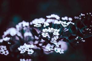 Dark Moody Floral backdrop of blooming spiraea photo