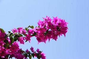 Pink flowers in garden on blue sky background photo