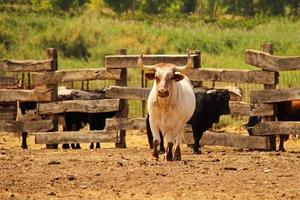 Farm of bulls, ranch style farming photo