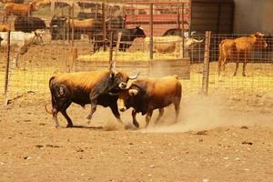 Farm of bulls, ranch style farming photo