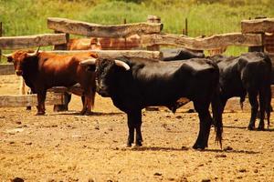 Farm of bulls, ranch style farming photo