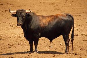 granja de toros, ganadería estilo rancho foto