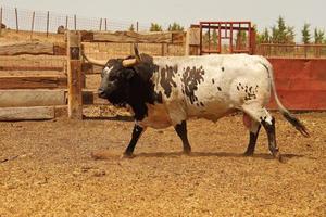 Farm of bulls, ranch style farming photo