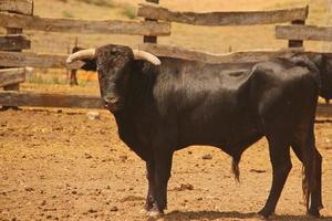 granja de toros, ganadería estilo rancho foto