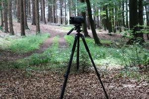 Camera on a tripod standing in a forest with no visible people photo