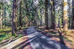 View at a small road in a pine forest. photo