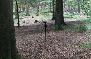 Camera on a tripod standing in a forest with no visible people photo