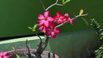 imagens de vídeo de lindas flores coloridas no jardim ao vento. video