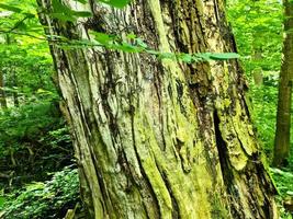 Beautiful view into a dense green forest with bright sunlight casting deep shadow photo