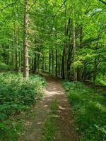 hermosa vista a un denso bosque verde con luz solar brillante que proyecta una sombra profunda foto