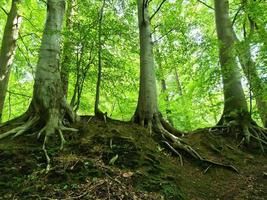 Beautiful view into a dense green forest with bright sunlight casting deep shadow photo