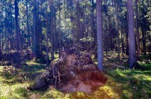 Beautiful view into a dense green forest with bright sunlight casting deep shadow photo