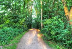Beautiful view into a dense green forest with bright sunlight casting deep shadow photo