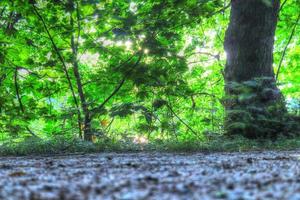 Beautiful view into a dense green forest with bright sunlight casting deep shadow photo