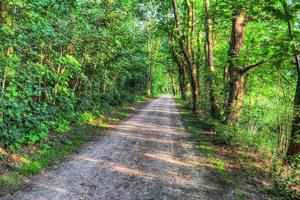 Beautiful view into a dense green forest with bright sunlight casting deep shadow photo