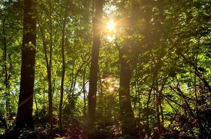 hermosa vista a un denso bosque verde con luz solar brillante que proyecta una sombra profunda foto