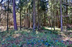 Beautiful view into a dense green forest with bright sunlight casting deep shadow photo