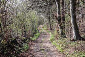 Beautiful view into a dense green forest with bright sunlight casting deep shadow photo