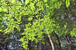 Beautiful view into a dense green forest with bright sunlight casting deep shadow photo