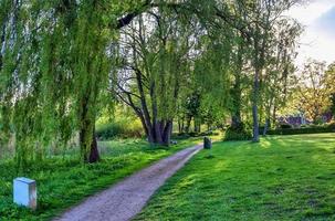 hermosa vista a un denso bosque verde con luz solar brillante que proyecta una sombra profunda foto