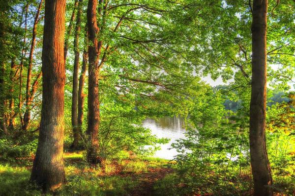 Beautiful view into a dense green forest with bright sunlight casting deep shadow