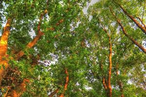 Beautiful view into a dense green forest with bright sunlight casting deep shadow photo