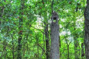 Beautiful view into a dense green forest with bright sunlight casting deep shadow photo