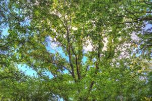 Beautiful view into a dense green forest with bright sunlight casting deep shadow photo