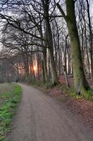 hermosa vista a un denso bosque verde con luz solar brillante que proyecta una sombra profunda foto