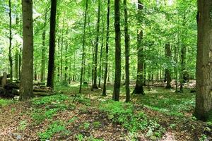 hermosa vista a un denso bosque verde con luz solar brillante que proyecta una sombra profunda foto