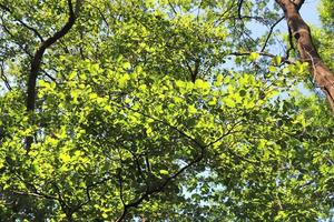 hermosa vista a un denso bosque verde con luz solar brillante que proyecta una sombra profunda foto