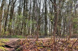 hermosa vista a un denso bosque verde con luz solar brillante que proyecta una sombra profunda foto