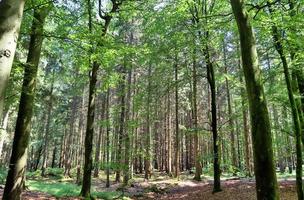 Beautiful view into a dense green forest with bright sunlight casting deep shadow photo