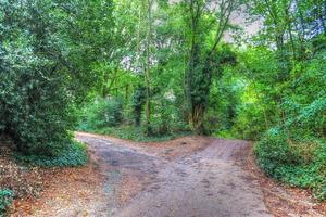 hermosa vista a un denso bosque verde con luz solar brillante que proyecta una sombra profunda foto