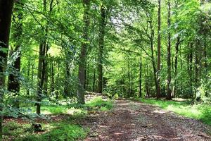 Beautiful view into a dense green forest with bright sunlight casting deep shadow photo