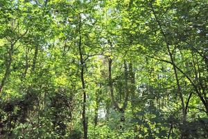 Beautiful view into a dense green forest with bright sunlight casting deep shadow photo