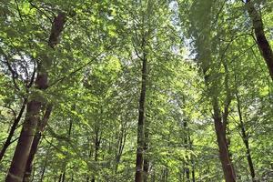 Beautiful view into a dense green forest with bright sunlight casting deep shadow photo