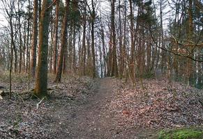 Beautiful view into a dense green forest with bright sunlight casting deep shadow photo