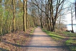 Beautiful view into a dense green forest with bright sunlight casting deep shadow photo