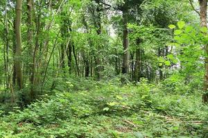 Beautiful view into a dense green forest with bright sunlight casting deep shadow photo