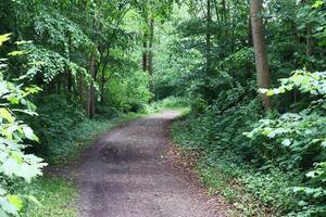 Beautiful view into a dense green forest with bright sunlight casting deep shadow photo