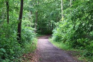 Beautiful view into a dense green forest with bright sunlight casting deep shadow photo