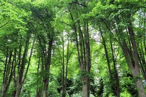 Beautiful view into a dense green forest with bright sunlight casting deep shadow photo