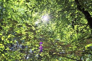 Beautiful view into a dense green forest with bright sunlight casting deep shadow photo