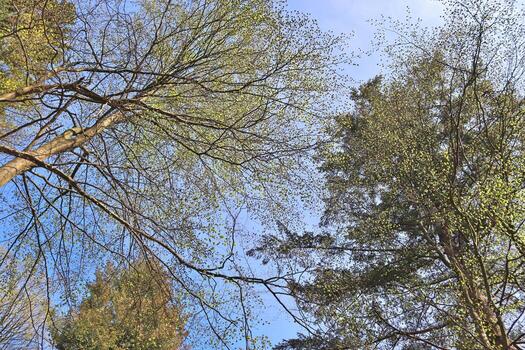 Beautiful view into a dense green forest with bright sunlight casting deep shadow photo