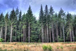 Beautiful view into a dense green forest with bright sunlight casting deep shadow photo