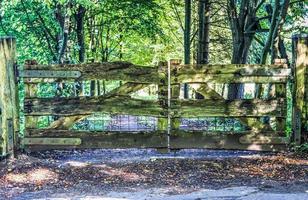 Beautiful view into a dense green forest with bright sunlight casting deep shadow photo