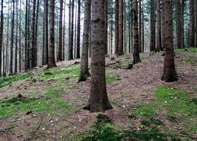 Beautiful view into a dense green forest with bright sunlight casting deep shadow photo